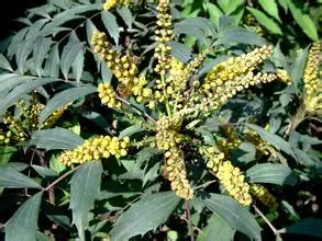 1 кг 10:1 Coptis экстракт голдтред rhizoma coptidis extract |