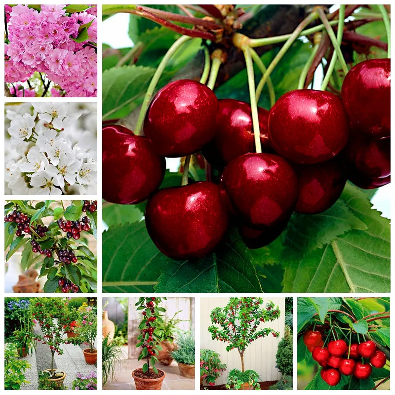 Aliexpress.com : Buy 30pcs bonsai Dwarf Cherry tree gaint ...