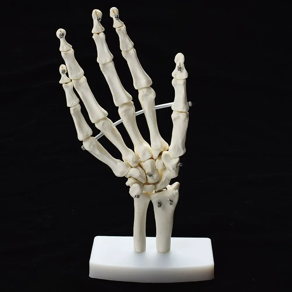Human Hand Joint Anatomical Skeleton Model Medical Science Health Life