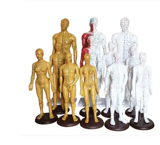 

Human Chinese-English body acupuncture point model meridian model of acupuncture points 26cm/ 48cm/50cm for male and female