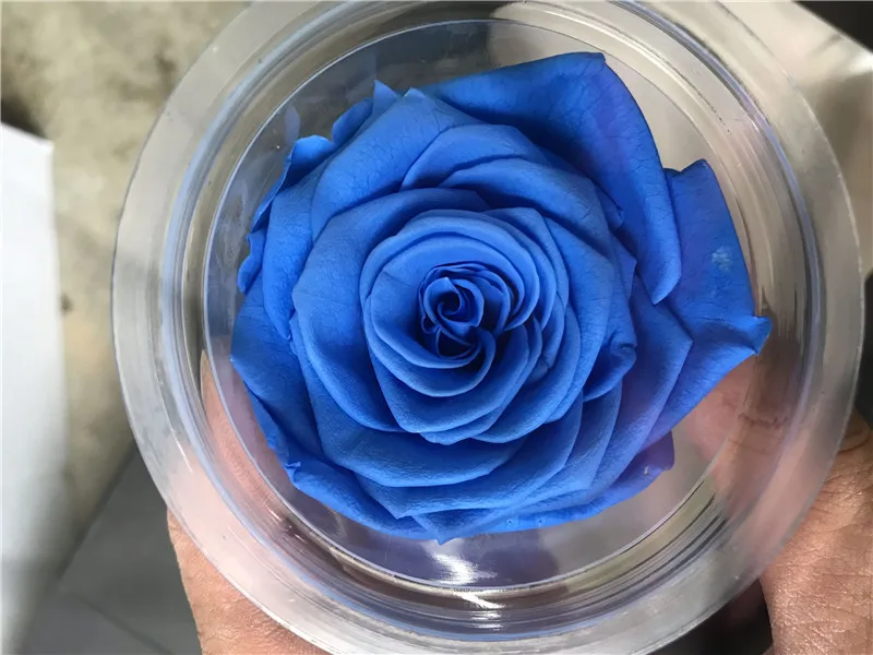 5-6 см A сорт консервированные розы головы, Красавица и Чудовище навсегда Роза, Роза этернель на День Святого Валентина подарок, свадебное украшение - Цвет: Темно-синий