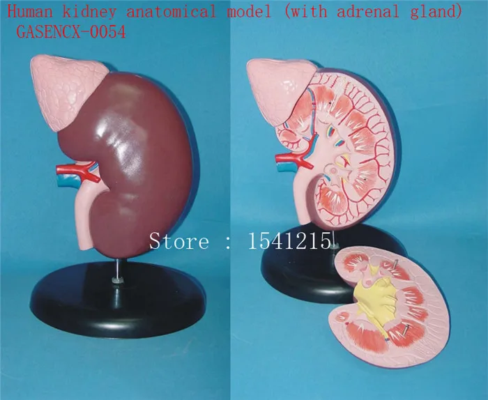 

Human kidney anatomical model (with adrenal gland) - GASENCX-0054