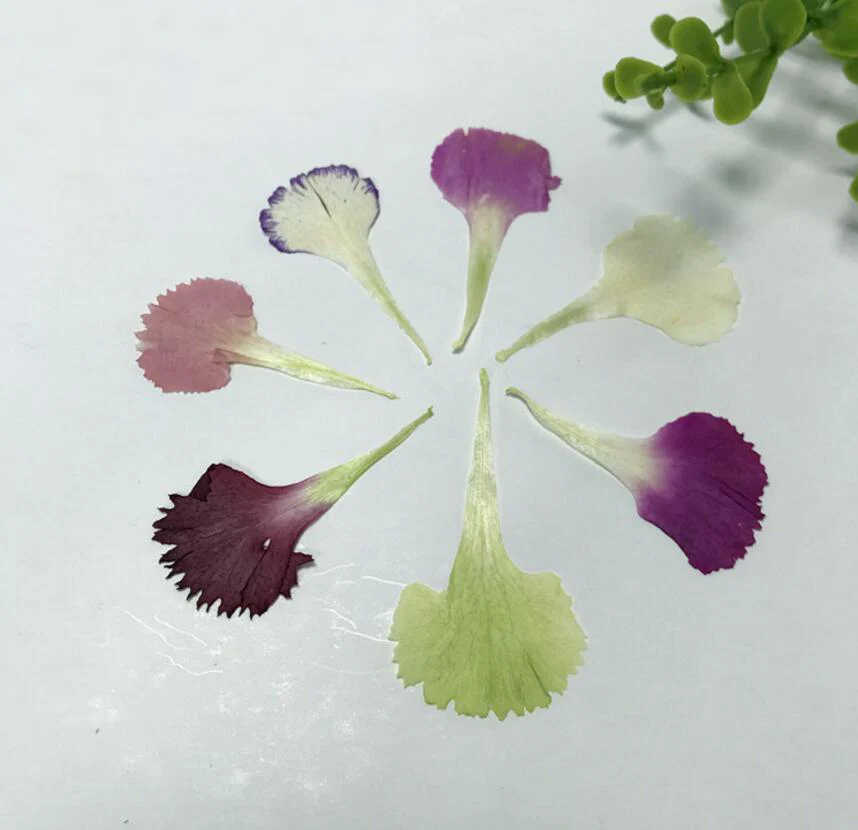 Лепесток гвоздики крупно. Гвоздика тиклед пинк. Лепестки гвоздики. Гвоздика искусственная. Гвоздика корал риф.