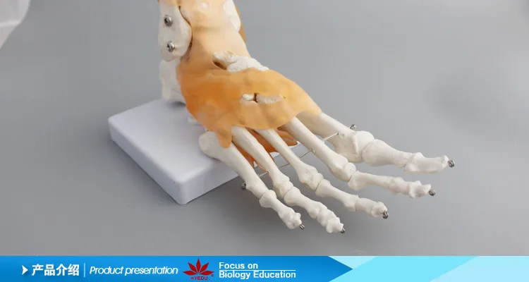 Life size foot joint with ligaments model Ankle joint model