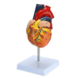 Человеческое Сердце анатомическая Учебная модель внутренние органы медицина орган Модель Emulational для школы