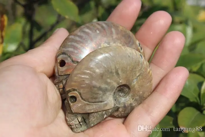 2pcs-natural-quartz-crystal-snail-fossil