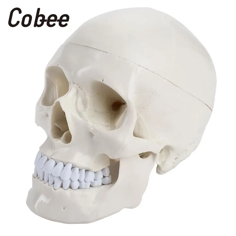 

Medical Head Model Skeleton Medical Model Anatomy Skull Teaching Model Human PVC