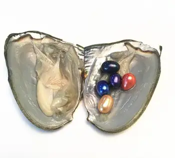 

10Pcs Freshwater Oysters With 7-8MM Rice Pearl Inside, Mix 10 Colors Single Pearl Oyster Vacuum-pack Oyster Wish Pearls PJW313