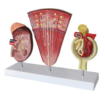 

Life Size 3 Pcs Kidney and Urinary System Model Adrenal Gland Nephron Model Glomerular Renal Anatomy Model Kidney Cross Section