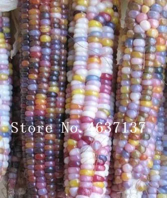 

Free Shipping Sweet Glutinous Corn Bonsai, Colorful Corn Plant Grain Cereals, Maize Edible Vegetable For Home & Garden 20 Pcs