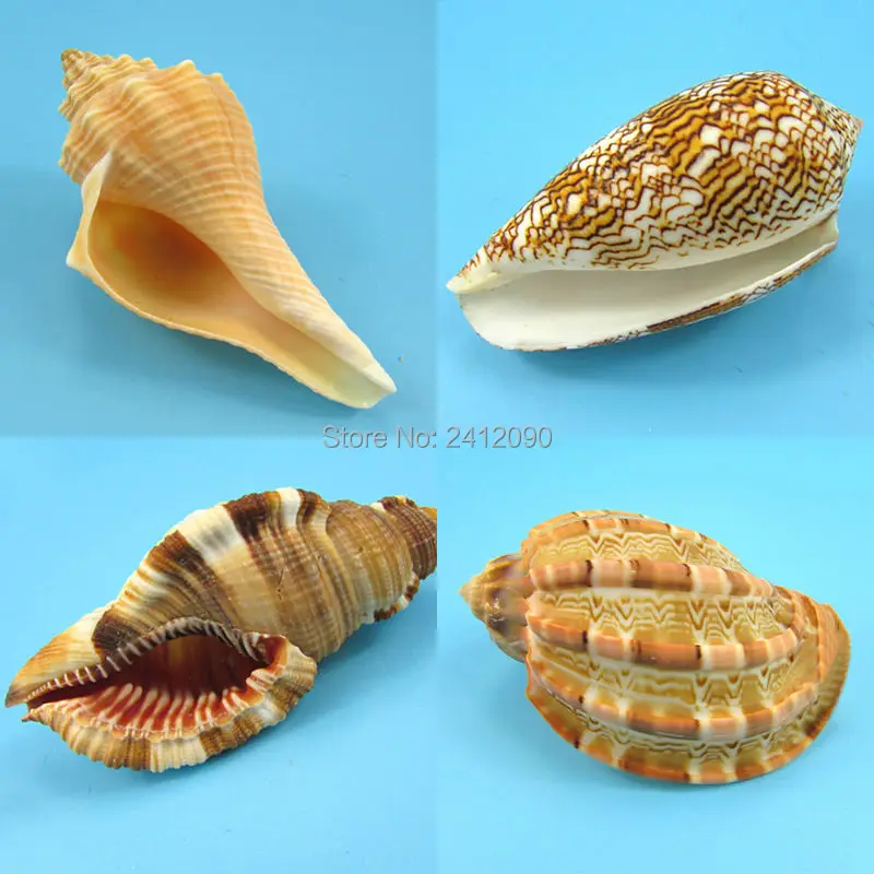 

4 pcs Super Big Conch +Free Gift 70 pcs Small Conch Natural Beach Concha Snail Sea Shells Crafts Fish Tank Aquarium Ornaments