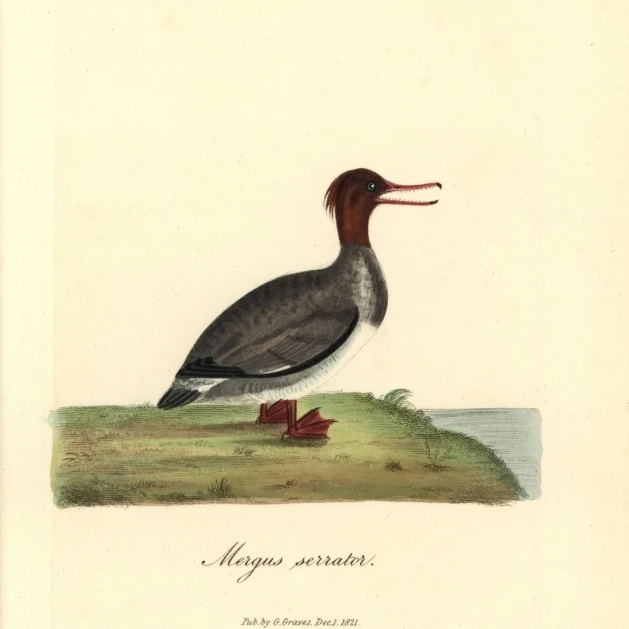 Red-Breasted Merganser (Female)  Mergus Serrator Poster Print By <ALIMT >&reg;</ALIMT> Florilegius Mary Evans (18 X 24)