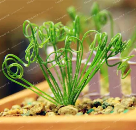 

100Pcs Latifolia Spring Grass Bonsai Albuca Namaquensis Spiral Grass Bonsai Shape Chinese Ornamental Bonsai Plant Decorative