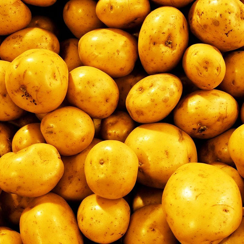 

hot sale 100 pcs vegetable potato of vegetables Nutrition Delicious Green Vegetable and fruit for home garden