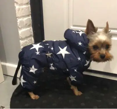 Все звезды зимняя теплая одежда для собак водонепроницаемая куртка для питомца Чихуахуа Одежда из Йоркшира для собак