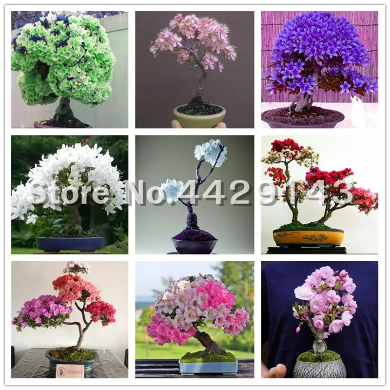 

20 Pcs Sakura Bonsai Japanese Cherry Blooms Plant Indoor Bonsai Office Desktop Flowers Ornamental Plants for Flower Pot Planters