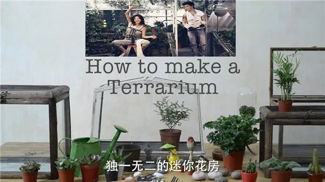 Terrariums4