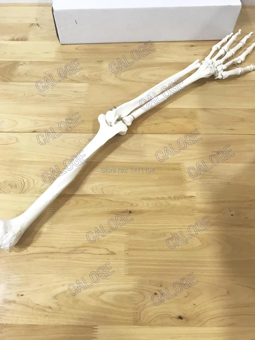 И натуральные человеческие кости модель кости рука взрослого человека верхней конечности кость рука взрослого человека и радиус 1-1 рука кости
