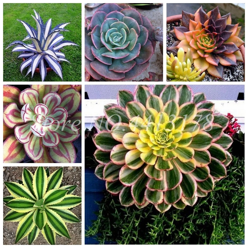 

100 pcs/ bag Bonsai Flower Plant Agave Bonsai, Rare Succulent Potted Perennial Flowering Agave Pot Plants for Home Garden Decor