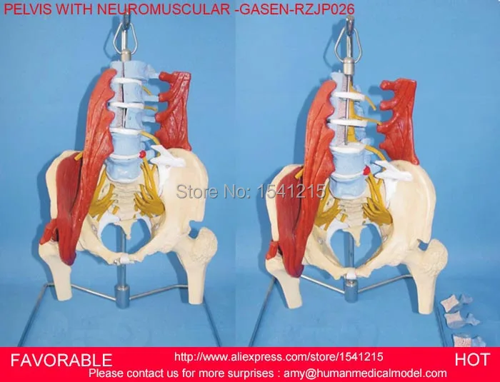 Жизненный размер окрашенные точки мышц позвоночника спинальная модель с тазом, таз с нейромышечной GASEN-RZJP026
