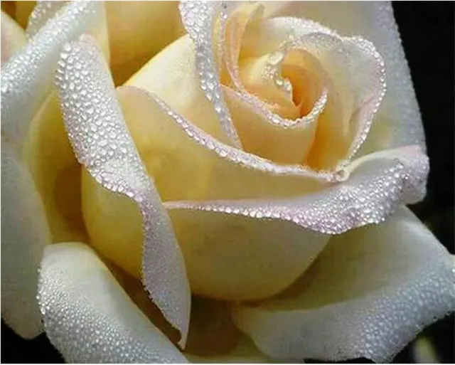 40X50CM(16"X 20") White Rose Flowers Full Drill Put Handmade Embroidery