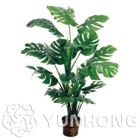 100% Genuine Rare 100pcs 10kinds mix Philodendron Bonsai, vine leaf, indoor plants Anti Radiation Absorb dust tree Bonsai