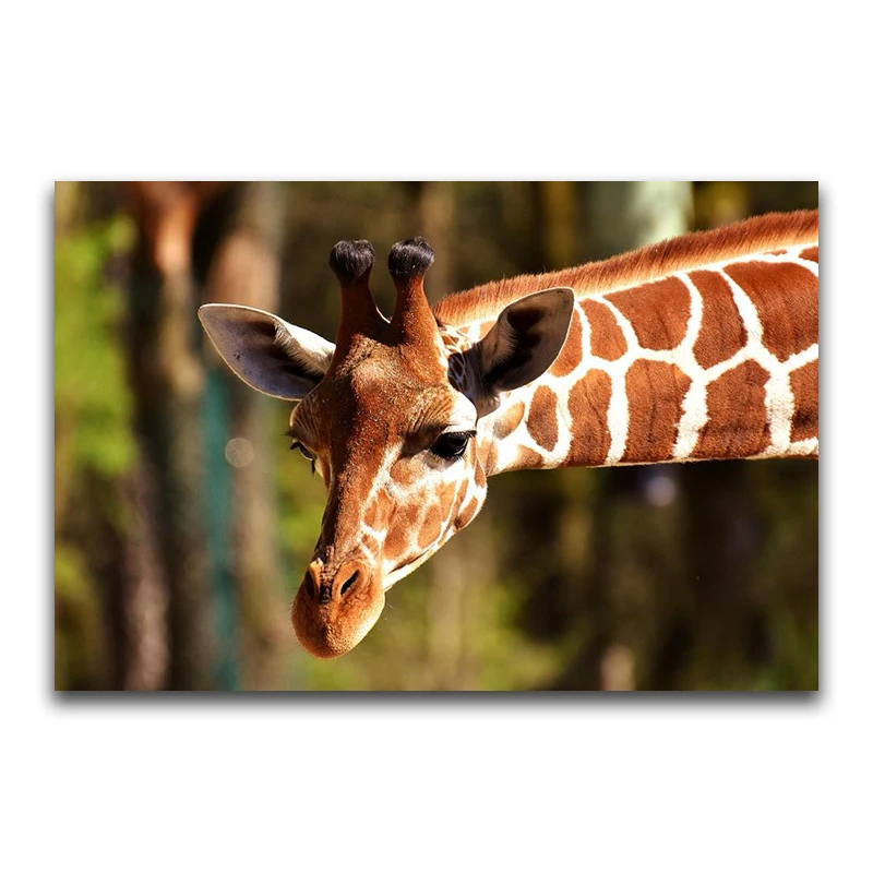 Full Square Diamond embroidery Cross stitch Giraffe heads Full Round Diamond painting animal DIY 3D Diamond mosaic horse