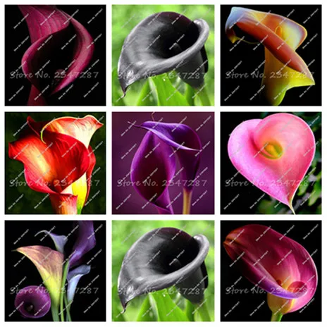 

200 Pcs Calla Lily Bulb Potted Balcony Plant Calla Flower Bulb High Germination Rate Mixed Colorful Calla Lily Plant Bonsai