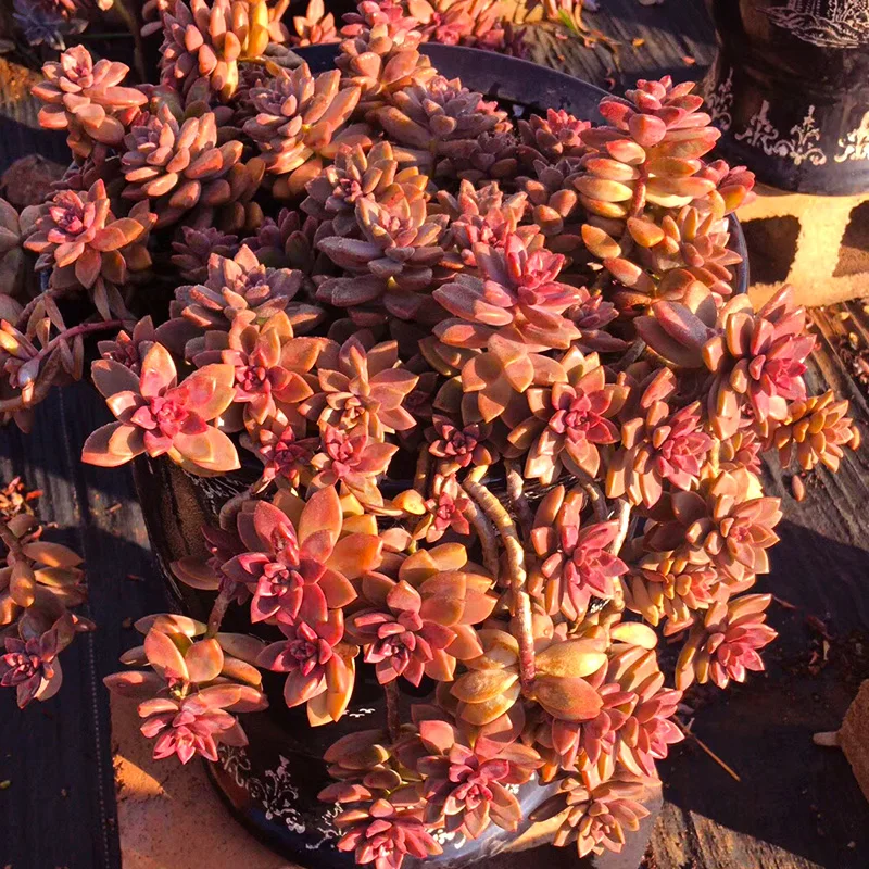 Graptopetalum paraguayense cv Бронзовый кластер Редкие сочные черенки все разные для живых растений настоящее растение