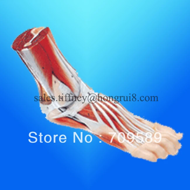 

ISO Foot Anatomy model, Anatomical Foot Model
