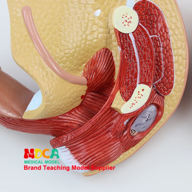 MSZXT007 Обучение модели планирования семьи медицина для женских генитальных анатомических моделей