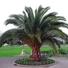 10 шт. Phoenix Canariensis HARDY Канарские острова Дата Пальма sementes semillas