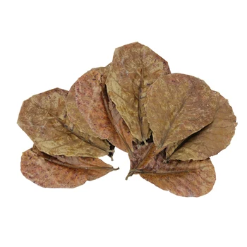 

10PCS Natural Terminalia Catappa Leaves Island Olive Tree Leaf for Aquarium Fish Tank Lower PH Level Improve Water Quality