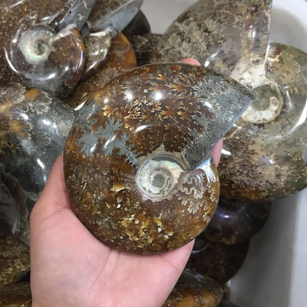 Около 500 г натуральный минеральный кристалл драгоценный камень fossil медитация рейки заживляющий Кристалл раковины образец из Мадагаскара украшения дома