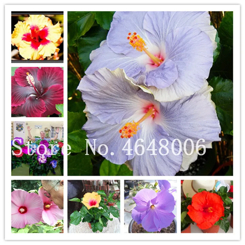 

Lowest Price! 100pcs Hibiscus Rosa-Sinensis Perennial Flower Bonsai Plant Big Blooms Red Green Blue Purple Colorful For Garden