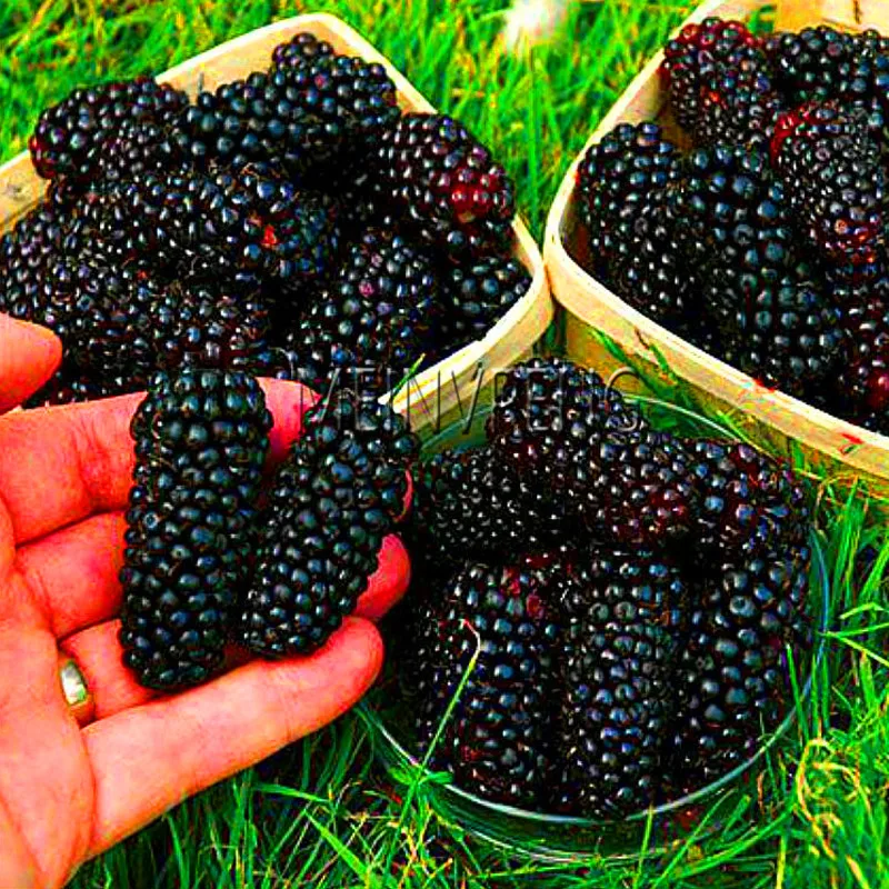 Thornless Blackberry Plant Juicy Sweet Healthy Diy Home Garden Fruit