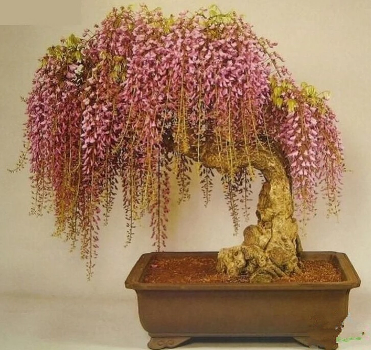 Wisteria Bonsai Seeds 10pcs - Pure Bonsai