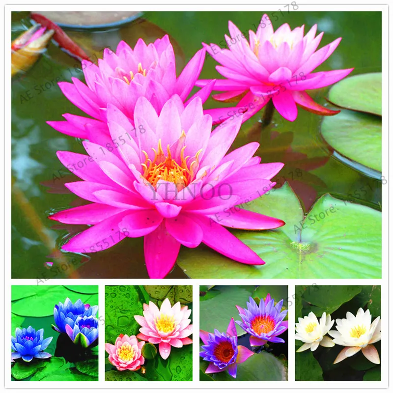 

water lily garden Aquatic plants Water Plants Midnight Blue Lotus ,bonsai plant for office,tea table,balcony,10pcs.