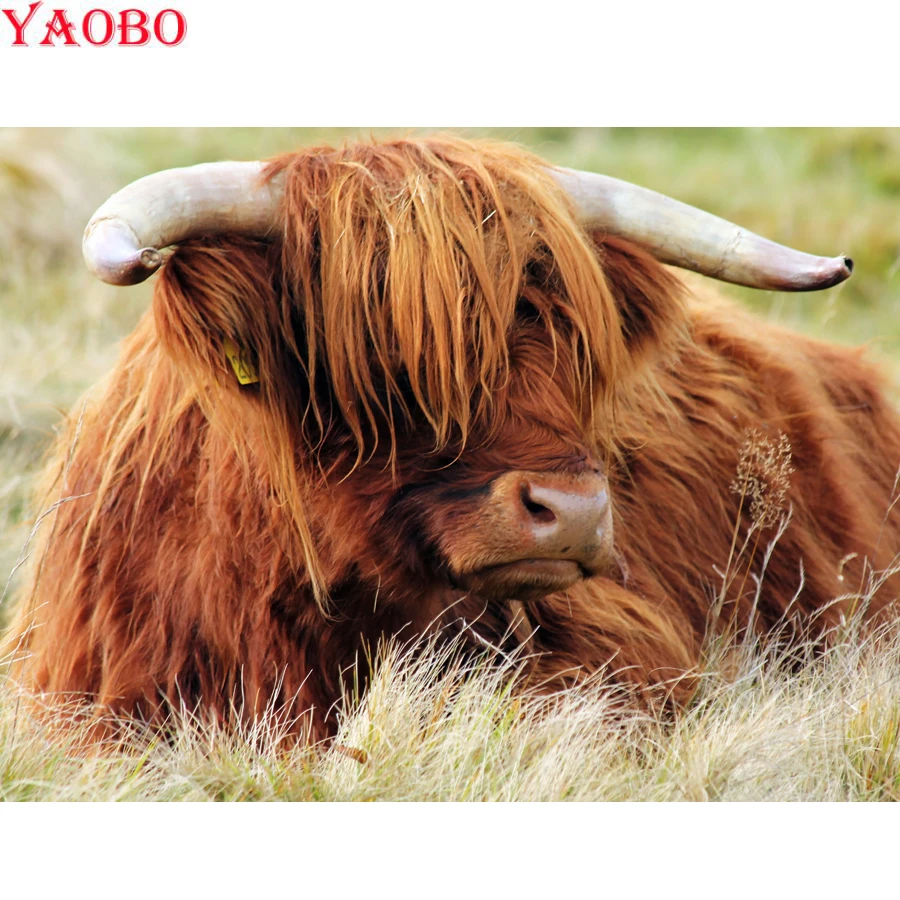Highland крупного рогатого скота картины для алмазной вышивки стразами украшения