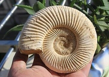 

xd j00821 NATURAL HUGE MANTELLICERAS AMMONITE FOSSIL CONCH Africa