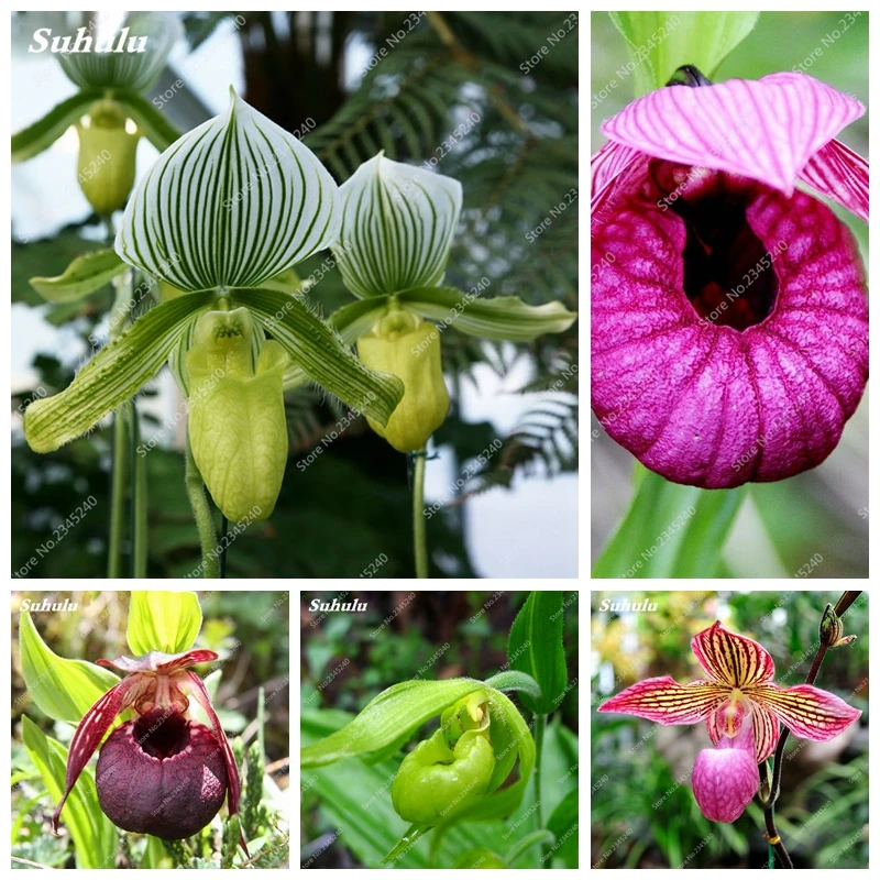 

Bonsai Cypripedium Balcony Flower Plant Terrace Potted Flore Paphiopedilum Slipper Orchid For Home Garden Planting 100 Pcs/ bag
