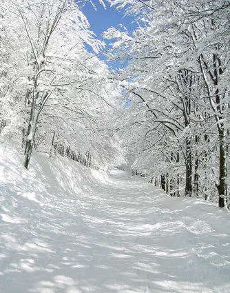 Forest in The Snow for Christmas Seamless Customized Backdrop Vinyl Photography Photo Background Studio Prop PGT277D 300X300CM SZZWY 10X10FT