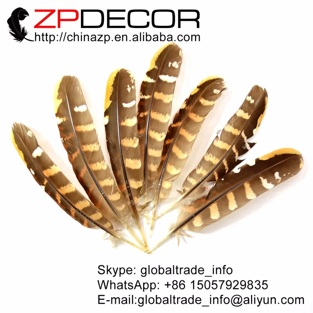 Pheasant Reeve Quills - Venery Pheasant Wing Feathers4