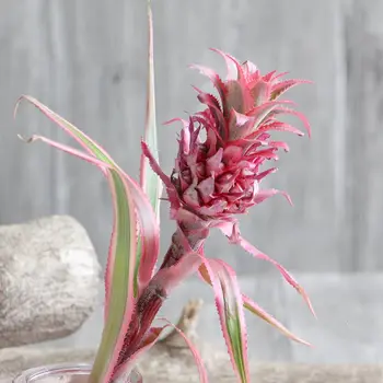 

Natural Dried Flowers Small Pineapple Small Fresh Flower Arrangement Home Decoration Shoot Window Decoration Dried Fruit