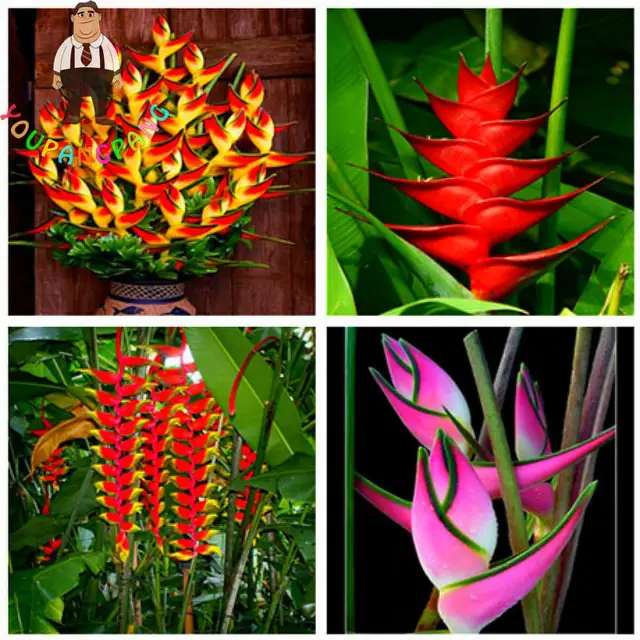 2017 new strelitzia reginae
