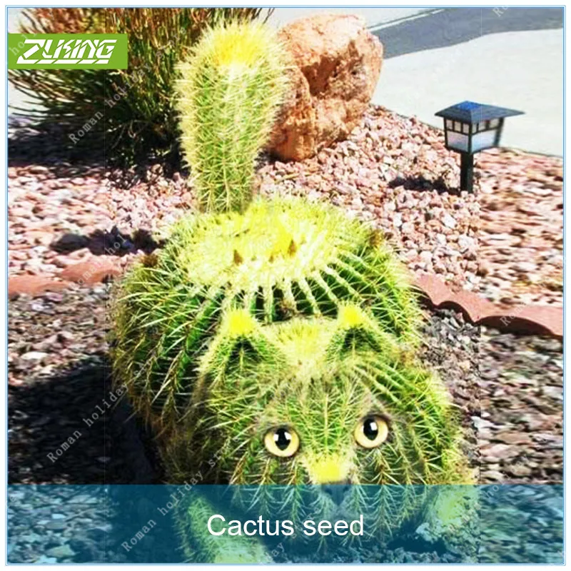 ZLKING 100pcs Ornamental Cactus Bonsai Interesting Purifying Air