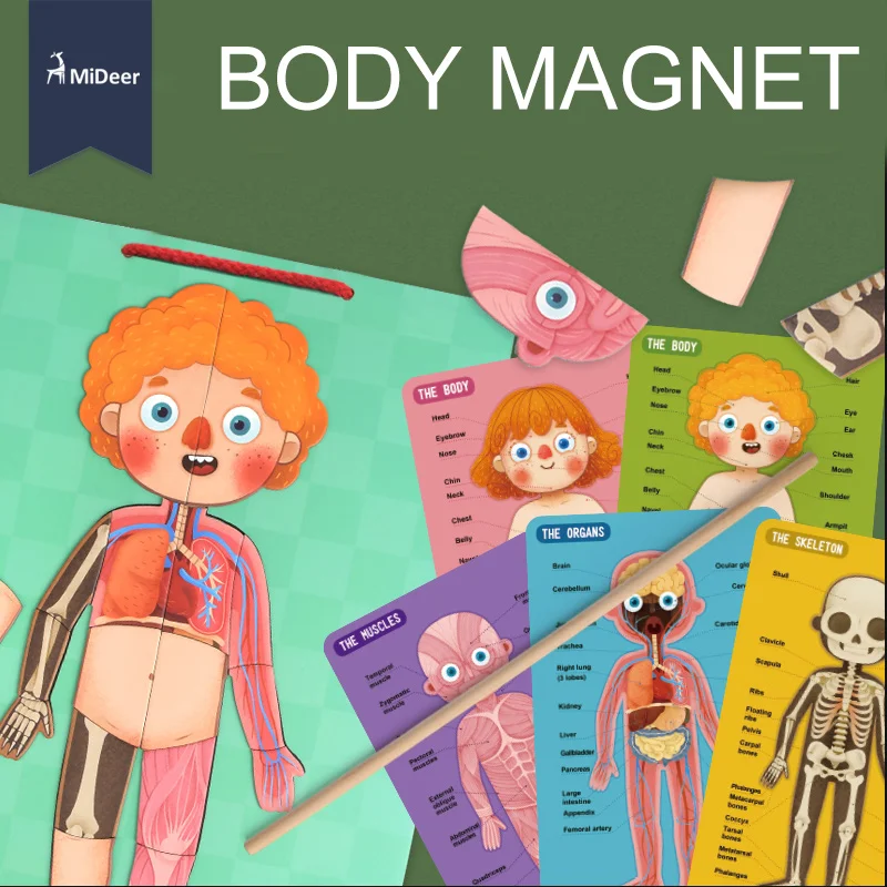 Puzzles & Games Toys & Hobbies Conscientious Mideer Body Cognition Cards Magnet Puzzle Fun Biology Science Educational Early Learning Toys For Children Birthday Gift Md2031