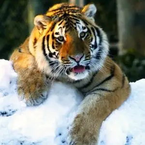 Diy Full Square Diamond Embroidery Needlework Cross Stitch Mosaic Painting cute tiger | Дом и сад