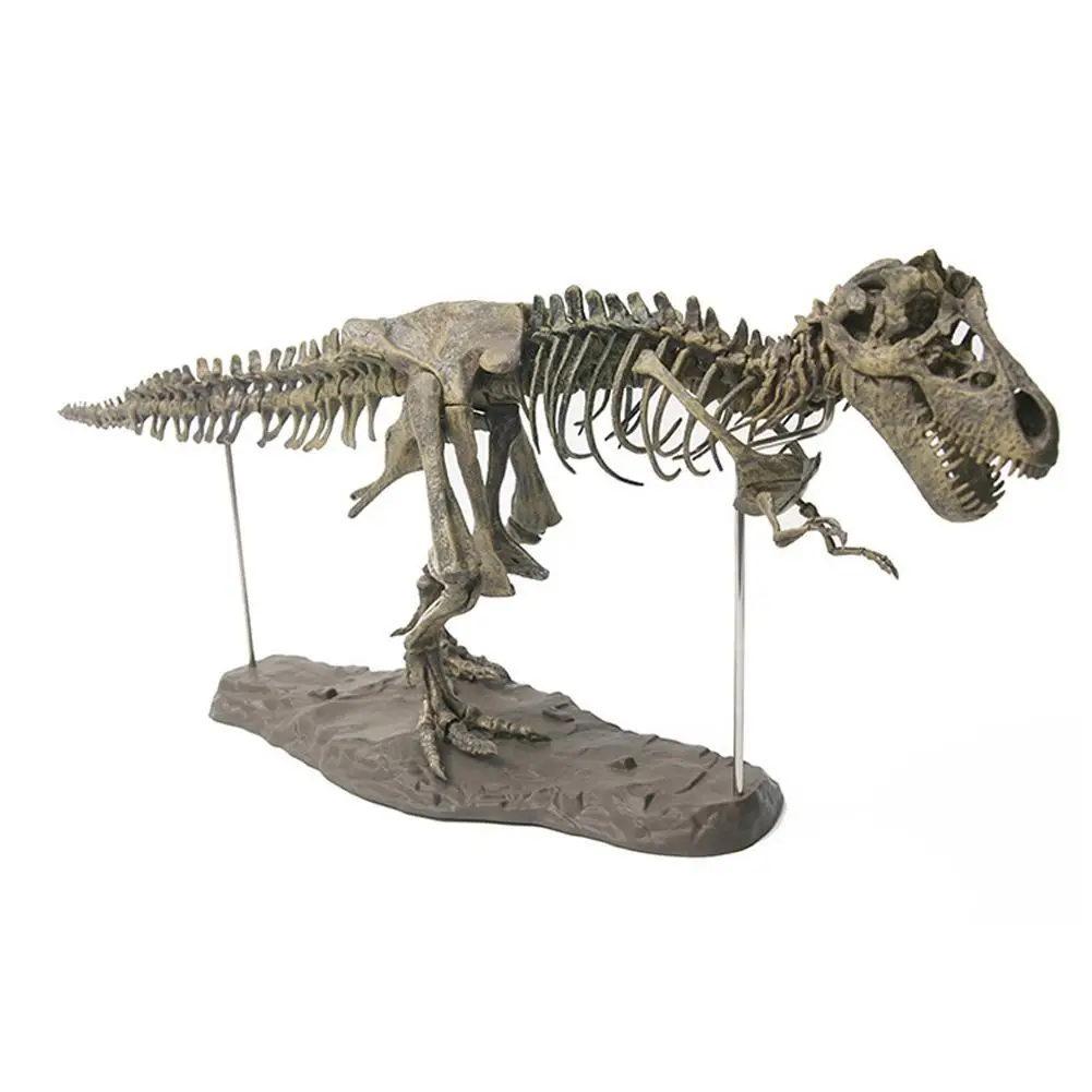 Древнее животное модель ископаемого игрушка череп T Rex тираннозавр скелет динозавра животных коллектор Декор 2019