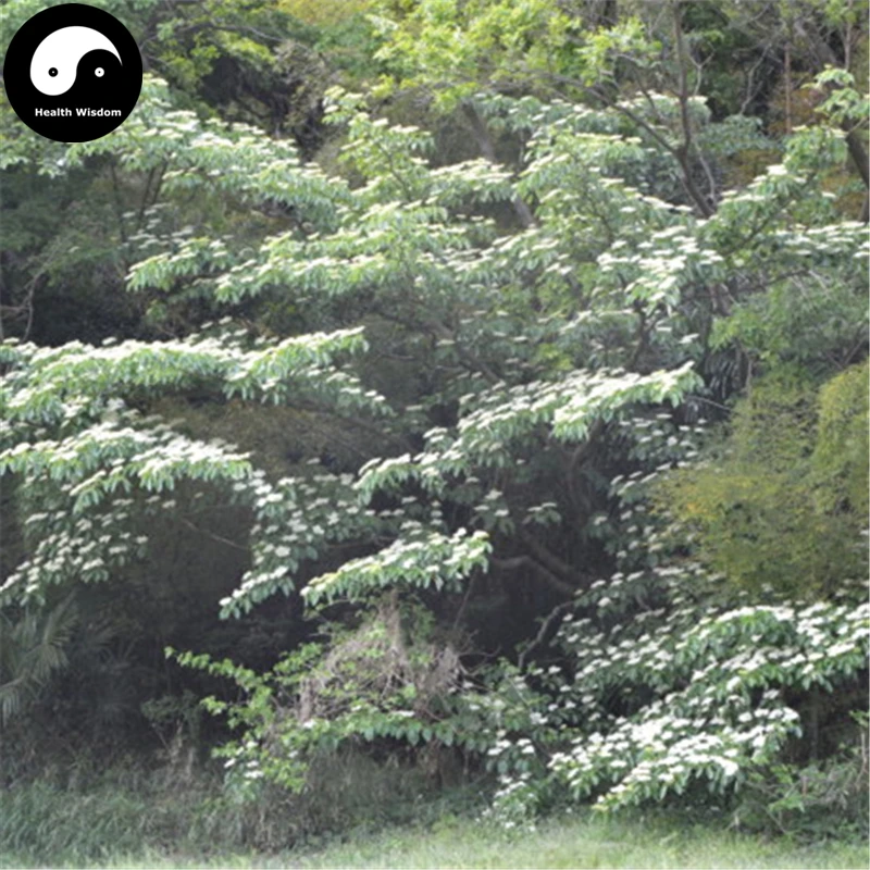 

Buy Bothrocaryum Controversum Tree Semente 200pcs Plant Cornus Controversa Tree
